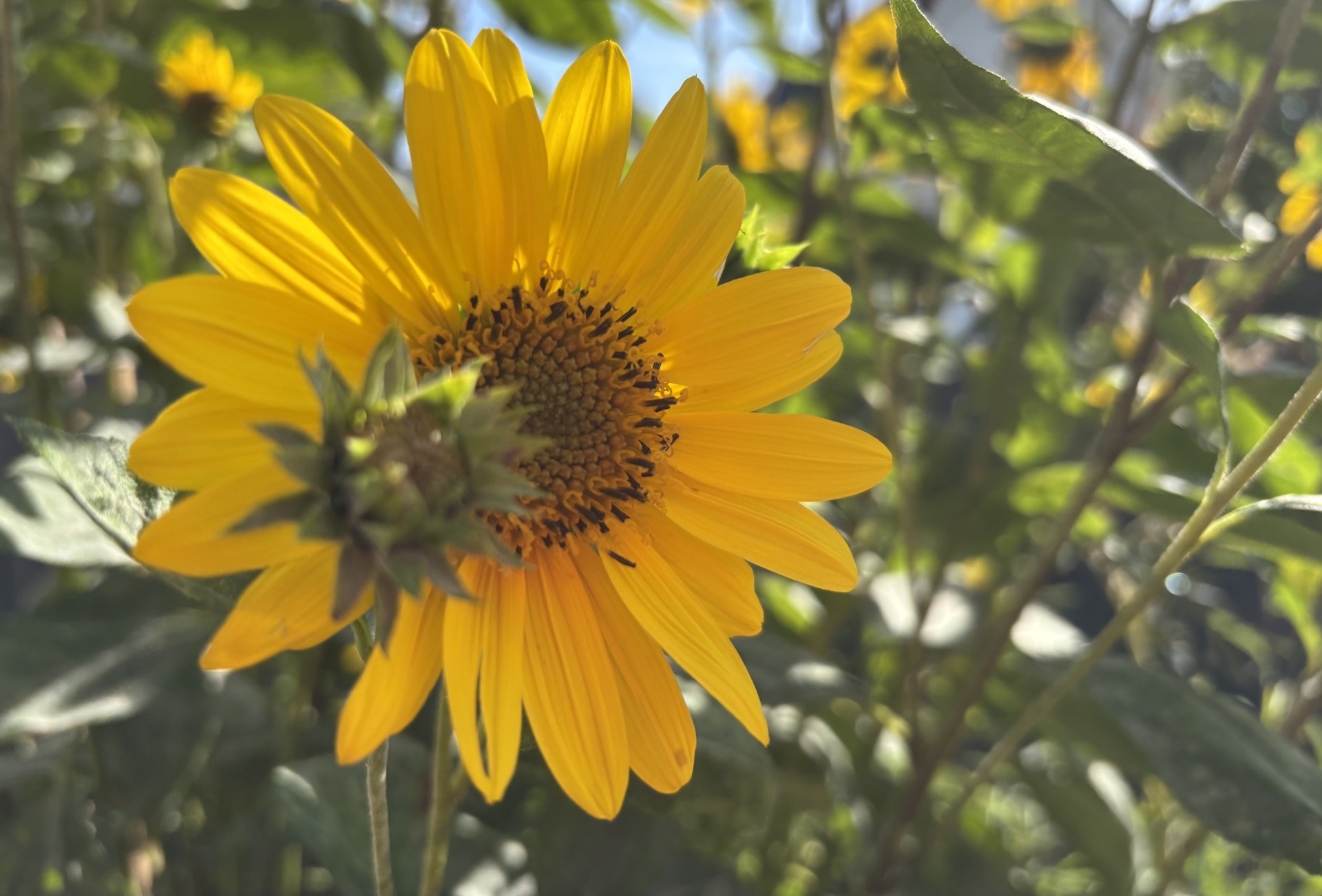 Sophie Plattig Logopädin Ausleben Schwanebeck